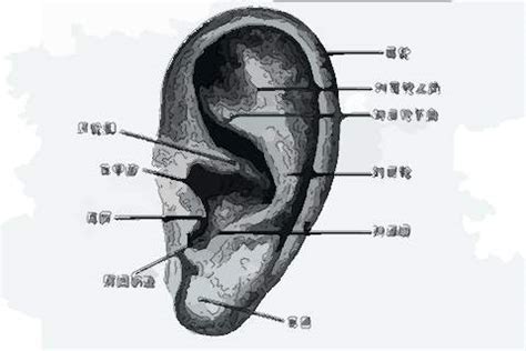 耳朵痣的位置|耳朵长痣的位置图解 耳朵长痣的位置图解有福气